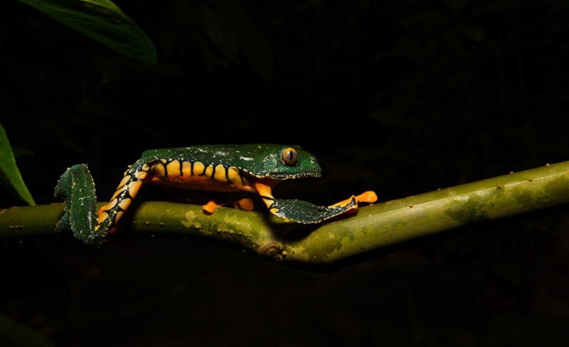 madidi-explore-bolivia-travel-frog