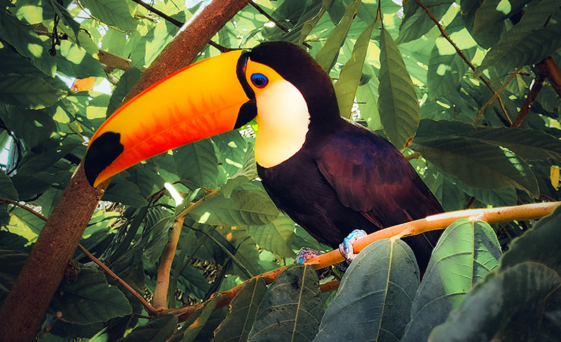 madidi-explore-bolivia-travel-tucan