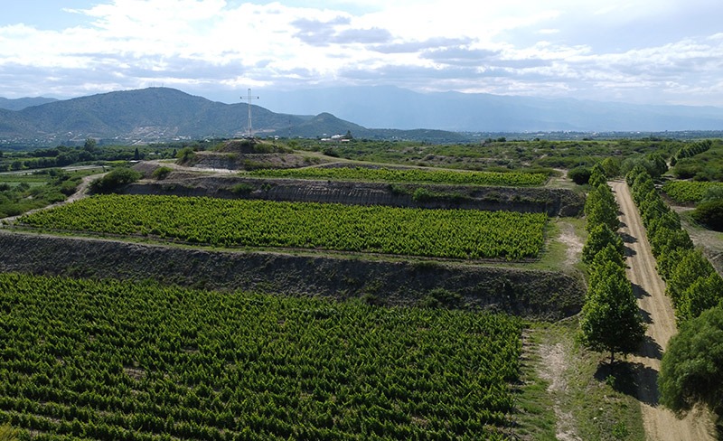 tarija-wine-and-singani-route-explore-bolivia-travel-vineyard-2